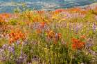 Washington State, Skamania County. Mount St. Helens. Indian paintbrush and Lupine wildflowers Art Print